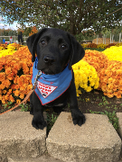 Leader dog in training golden lab puppy sitting with ears proped up and leader dog bandana around neck